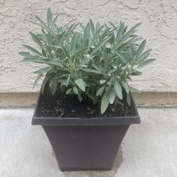 Large Organic Edible Culinary Sage Salvia Officinalis Herb Plant In Square Planter