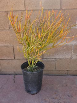 Fire Stick Suculent Cactus Plant