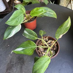 Philodendron White Princess Plant 
