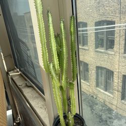 Milk Tree 🌲 Plant 33 Inch Tall 