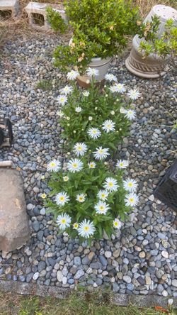 Two matching blooming daisy plants in large plastic decorative pot