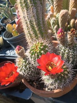Beautiful cactus 🌵