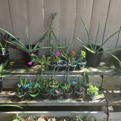 2 Dollars Each Assorted  Succulents  And Ivy's And Putpke Oyester Pla T