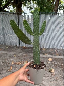 Road Kill cactus ( cactus atropellado)