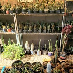 Many Hard To Find Cacti, Special Winter Sale.