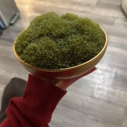 Fake Moss Plant 