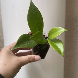 Hoya sunrise plant