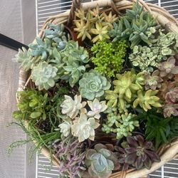 Succulent Plants (2.50$ Each Pot)