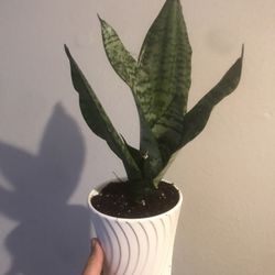 House Plants  Robusta Snake Plant 