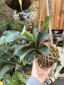Staghorn Fern Kokedamas ( 2 Available)