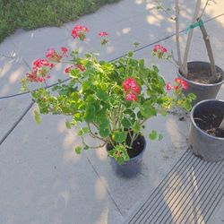 Geranium Hot Lips Plants 