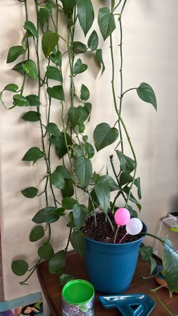 Large, Healthy Trailing Golden Pothos with Blue Pot Included!