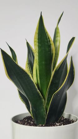 Snake Plant