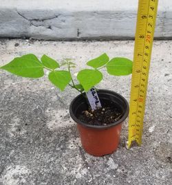 Jicama Plant,  Live 