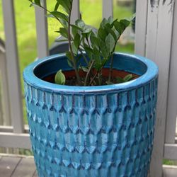 Live zz plant in tall ceramic pot