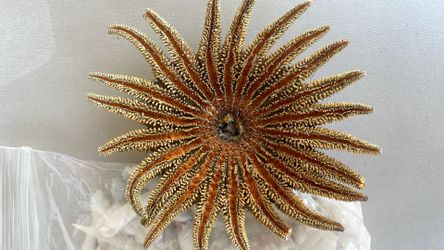 Seashells/collector