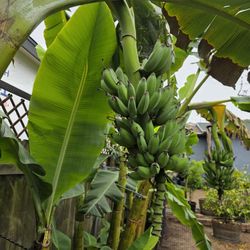 Large Blue Java Banana Tree Pup 6 Foot Plus
