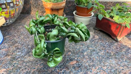 Hoya Compacta Hindu Rope Houseplant