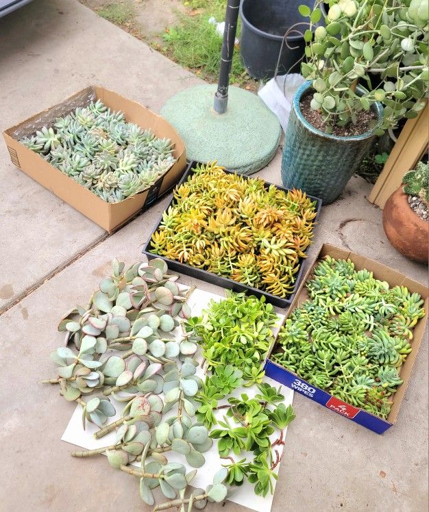 large succulents clipping bundle 
