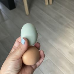 Eggs
