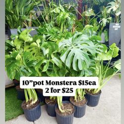 Plants (10”pot🌿Monstera 2 for $25)
