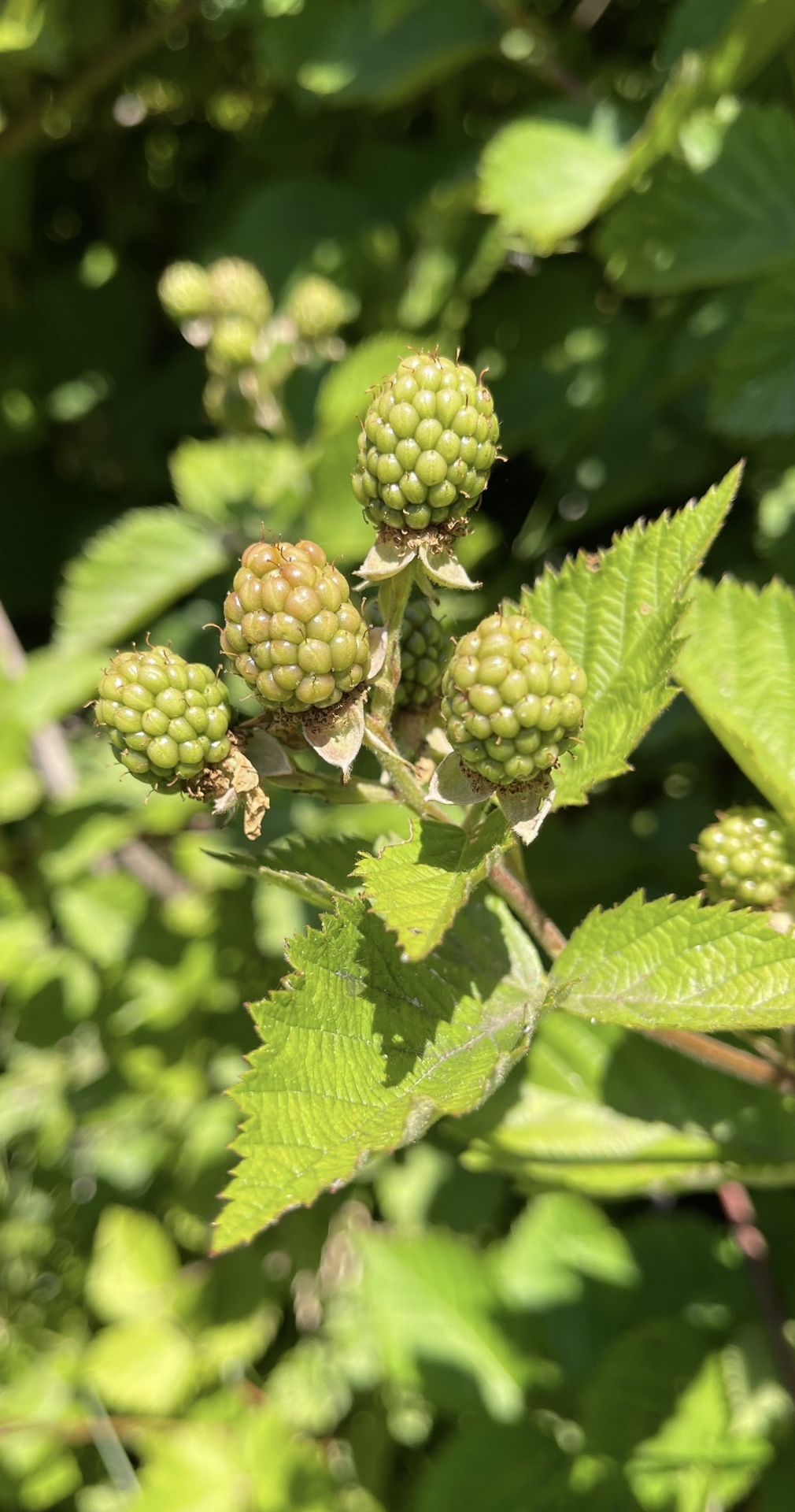 Triple crown, blackberry plants thornless organic