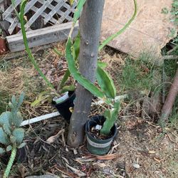 Dragon Fruit Big Plant 
