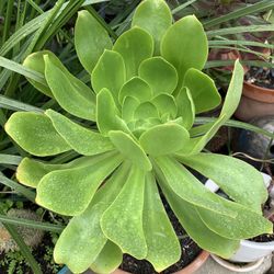 Beautiful Green Succulent In Decorative Clay Pot 10 Inch Dia . 24 Inch  Tall Included Pot.