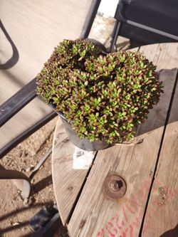 Aeonium Sedofolium