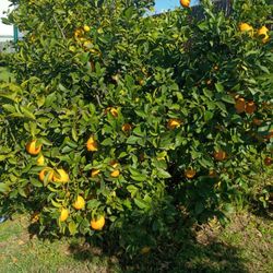 Lemon 🍋 10 For $1 dlr