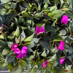 Plants For Sale .  Sun Patients  . Garden
