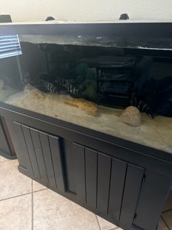 Various fish/aquariums