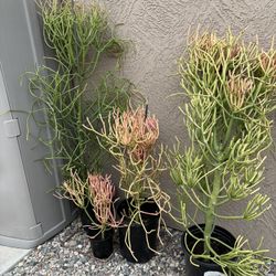 Potted Succulents and Cacti