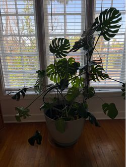 Large monstera