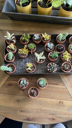 Succulents in small 2”terracotta pot