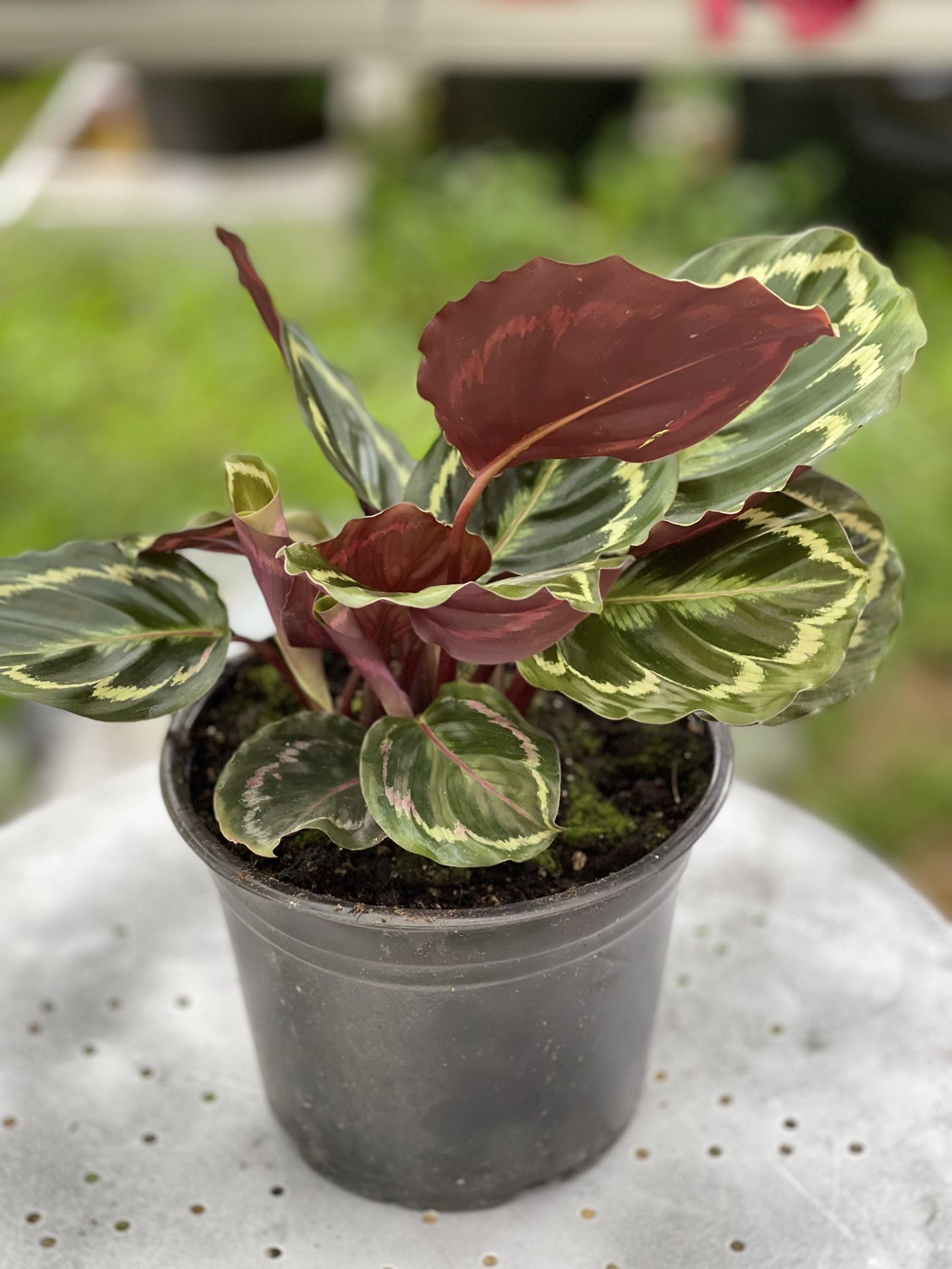 CALATHEA Prayer Plants In 7 Inches Pot