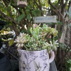 Succulent Arrangement 