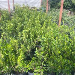 Ficus