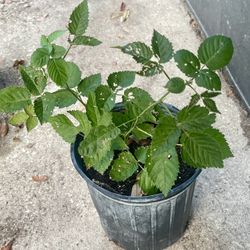 Arcfreedom Thornless BlackBerry 