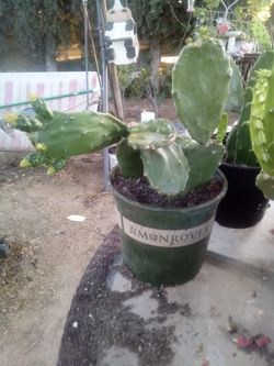 Large Blooming Prickly Pear Cactus in Pot – Rare Variety, Actively Flowering!