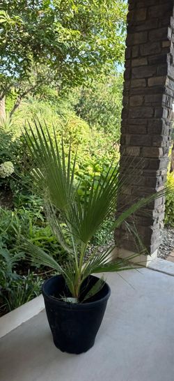 Big Mexican Fan Palm (Washingtonia robusta) in a Beautiful Pot