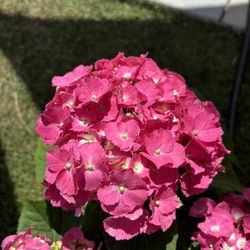 Hydrangea "merritt's supreme " pink( blooms red,pink or blue depending on soil ph ) 4 gal pot