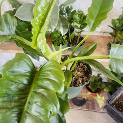 Philodendron Pluto Green Plant 