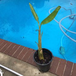 apple banana plant good fruit tree
