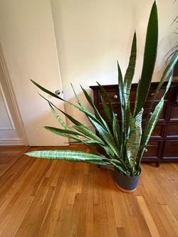 Large snake plant