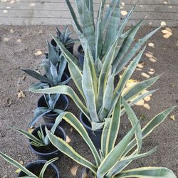 Blue And Americana Agave Plants