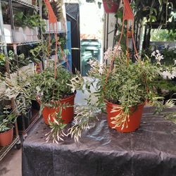 Fragrance Jasmine Hanging Plants 