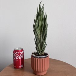 Sansevieria Francisii White