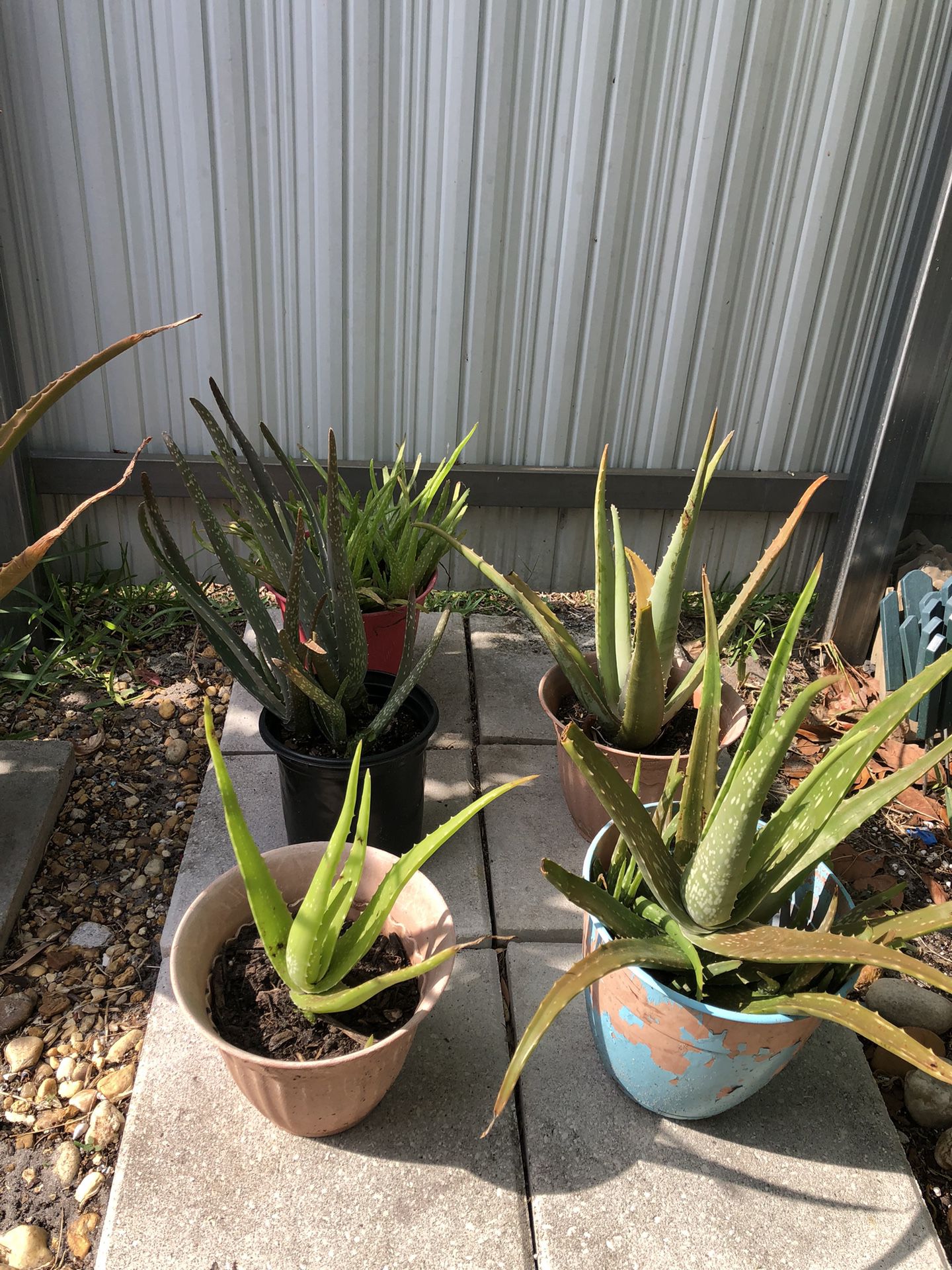 Aloe Babies Plants