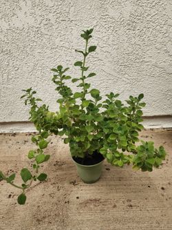 Planta